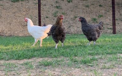 Le retour du poulet fermier dans nos assiettes