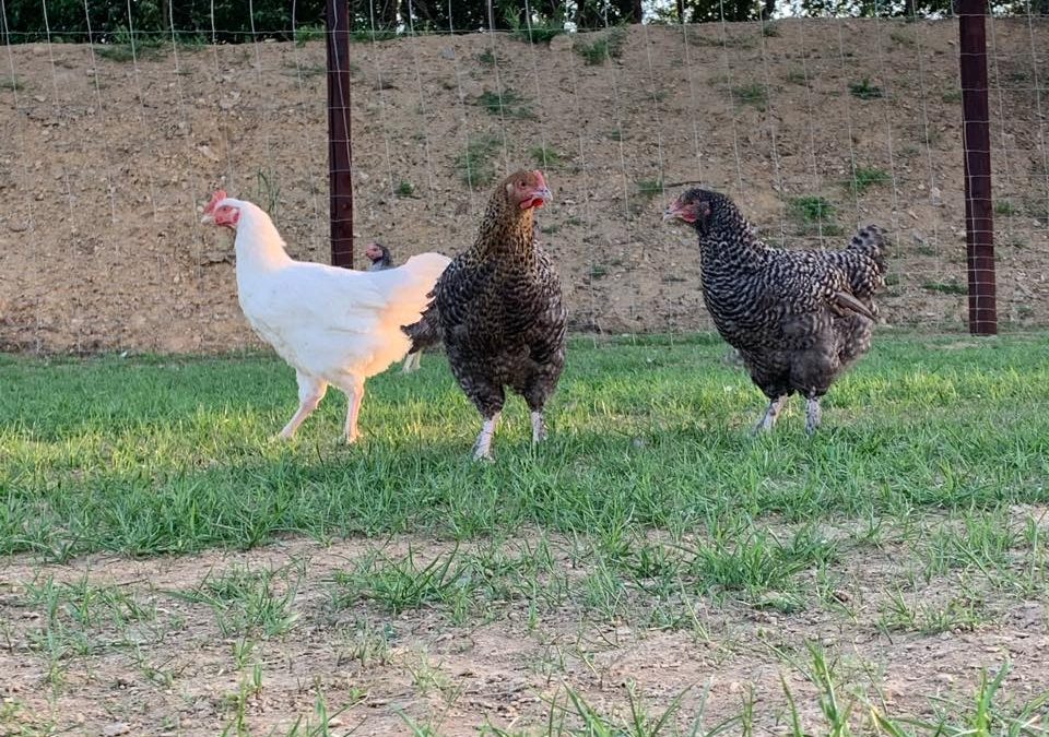 Le retour du poulet fermier dans nos assiettes